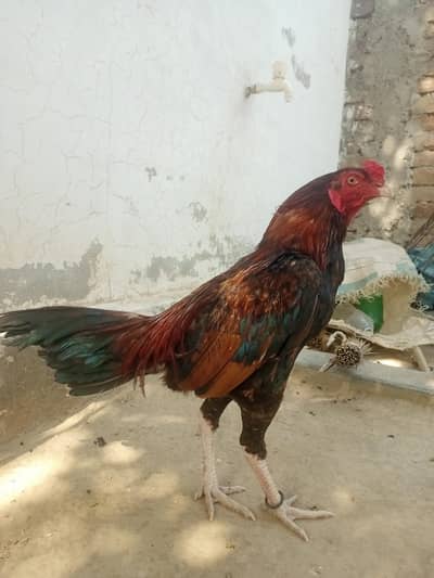 Pure Aseeel Murgah