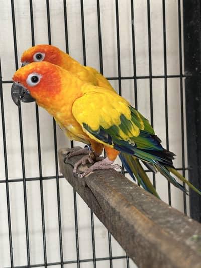 Sun conure breeder pairs