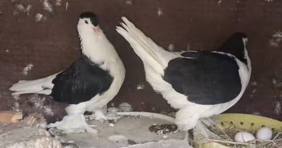 Lahori Sheerazi Breeder pair,Danish Female,King Young Female available