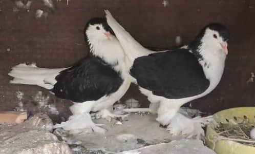 Lahori Sheerazi Breeder pair,Danish Female,King Young Female available