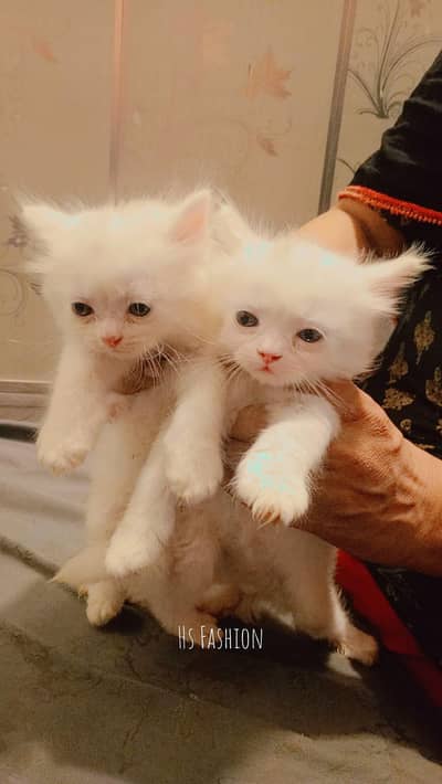 Persian kittens