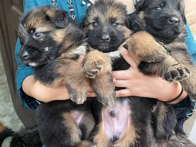 pure german shepherd puppies for sale mostly vedios