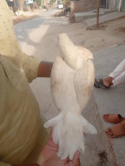 aseel mian wali