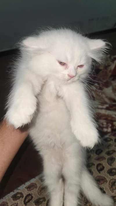 pair for salr purshian bread blue eyes  for sale