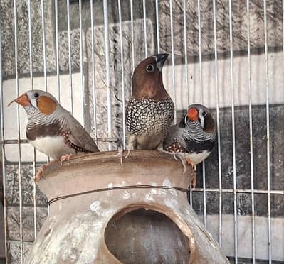 Finches