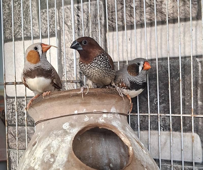 Finches 1