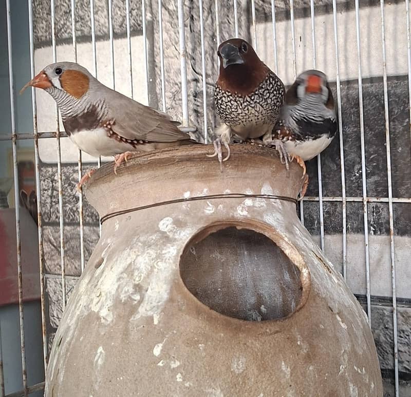 Finches 2