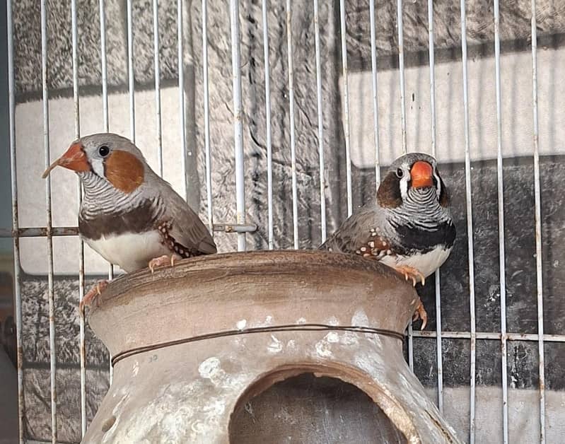 Finches 3