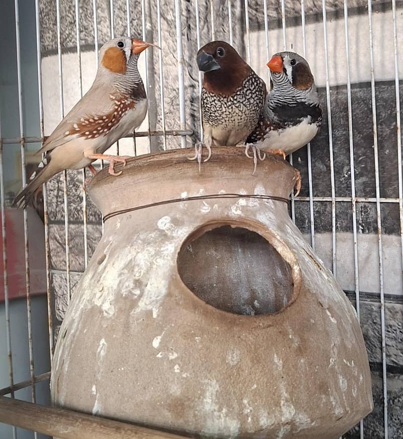 Finches 4