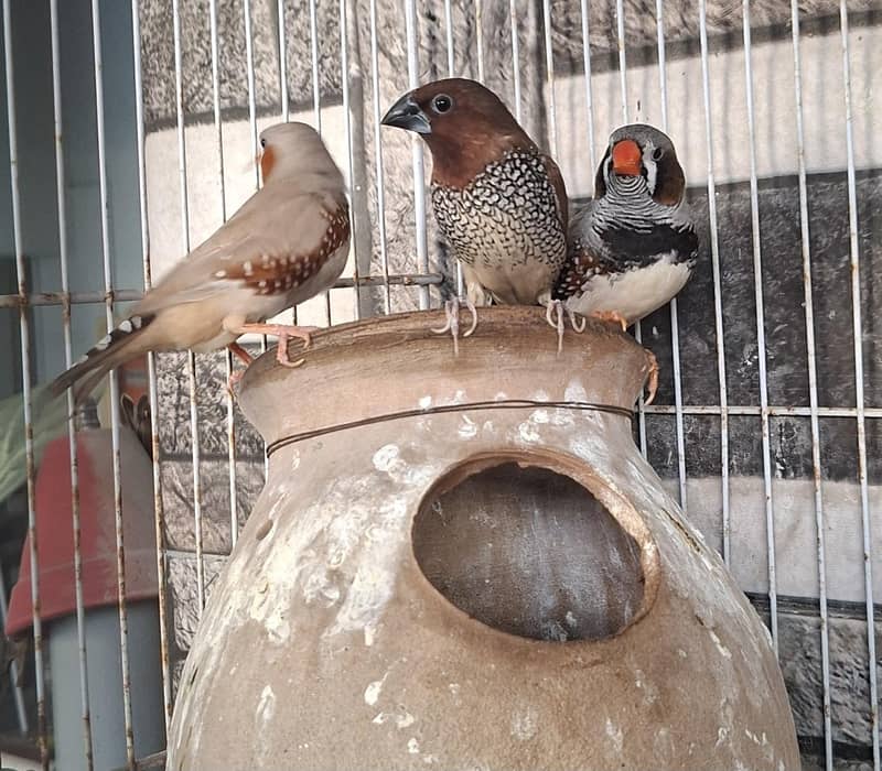 Finches 5