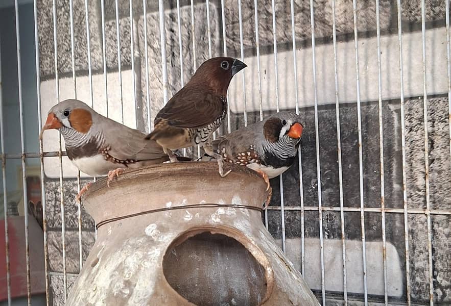 Finches 6