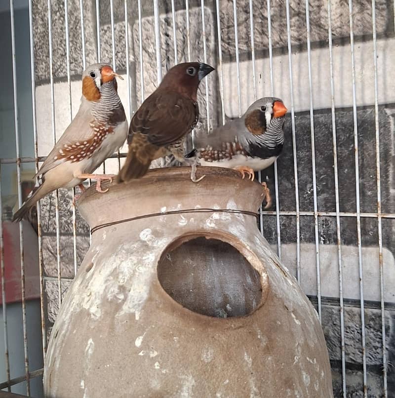 Finches 7