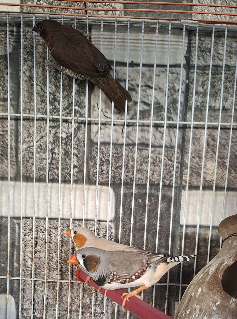Finches 8