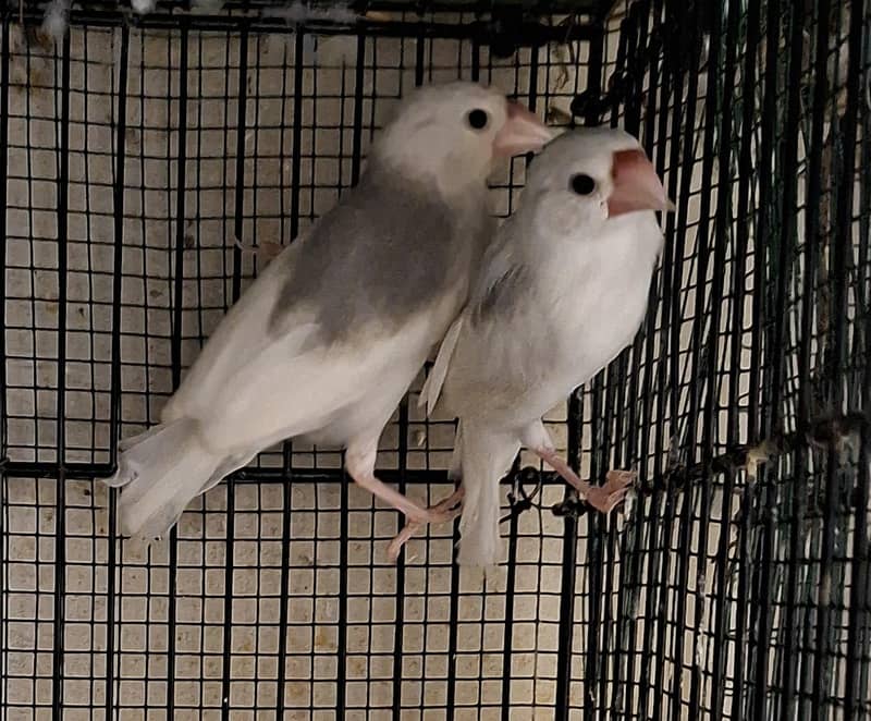 Finches 9