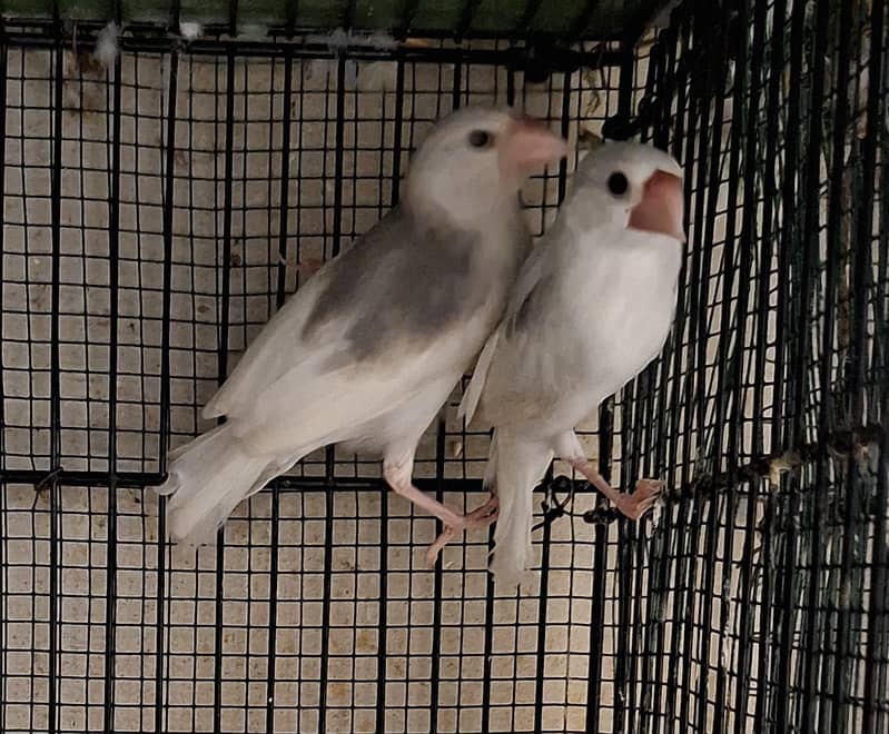 Finches 10