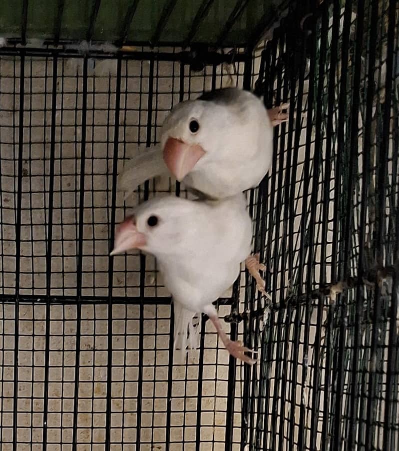 Finches 11