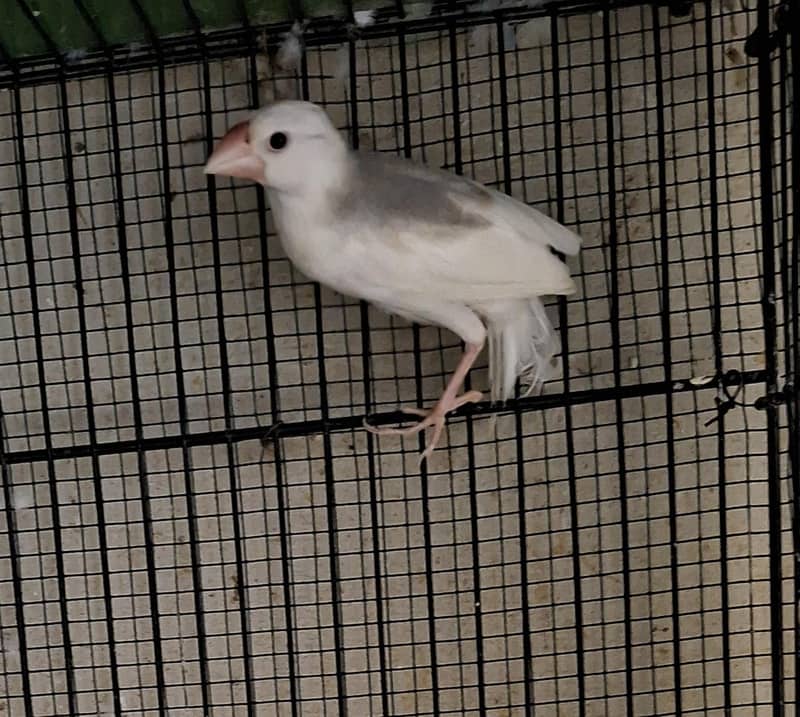 Finches 14