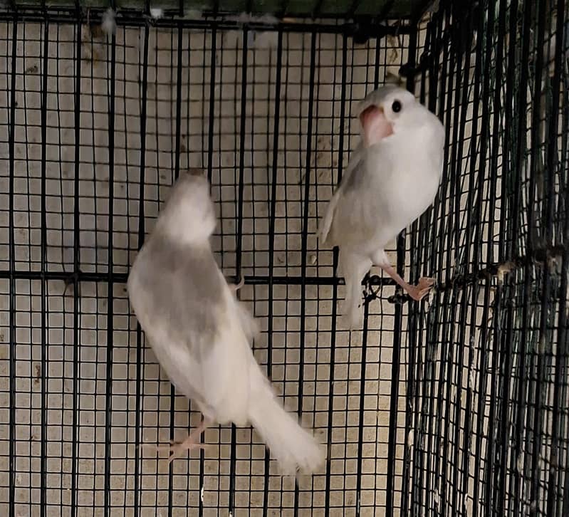 Finches 15