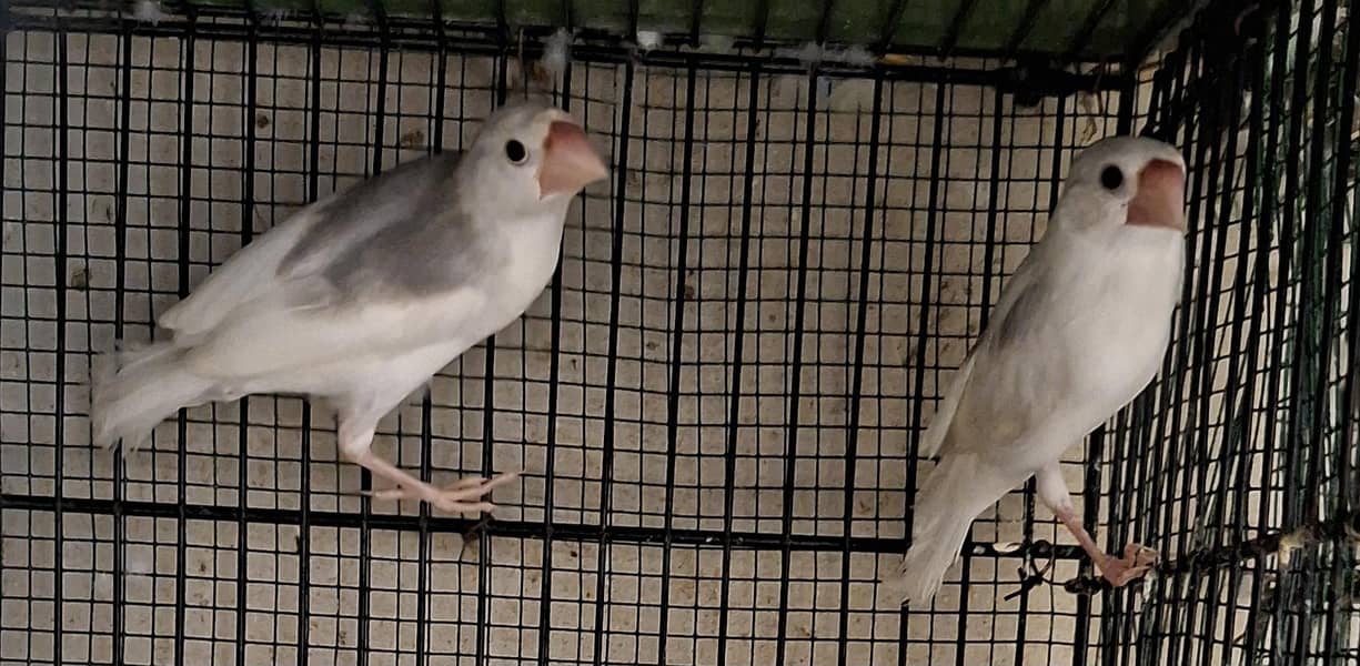 Finches 16