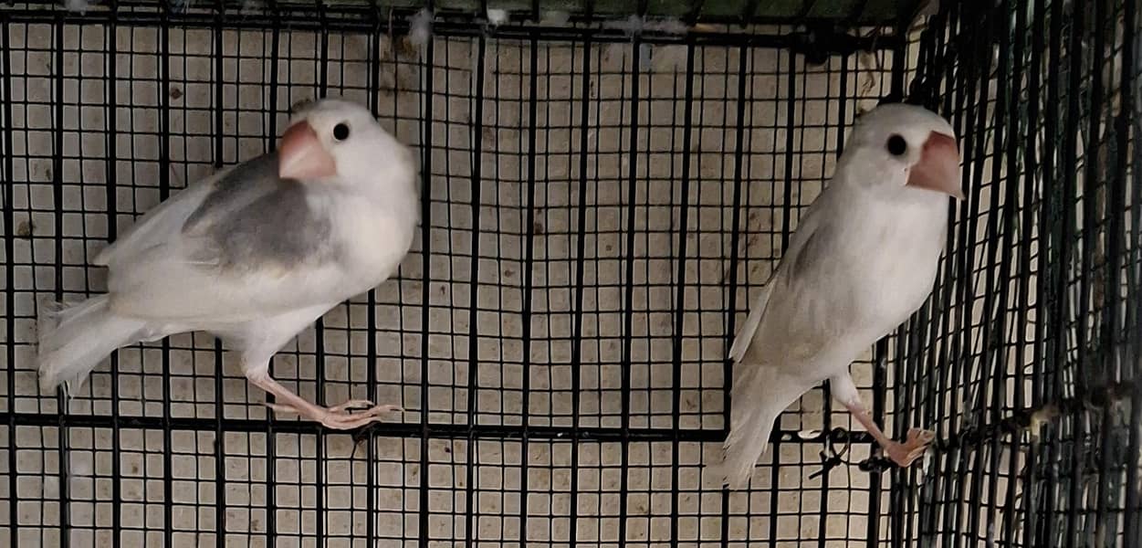 Finches 17