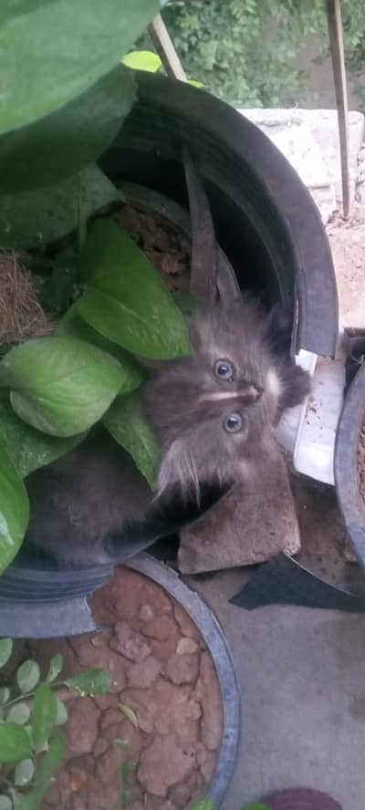 Persian cat