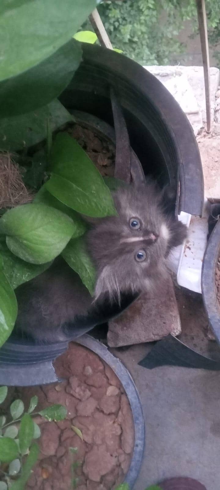 Persian cat 0