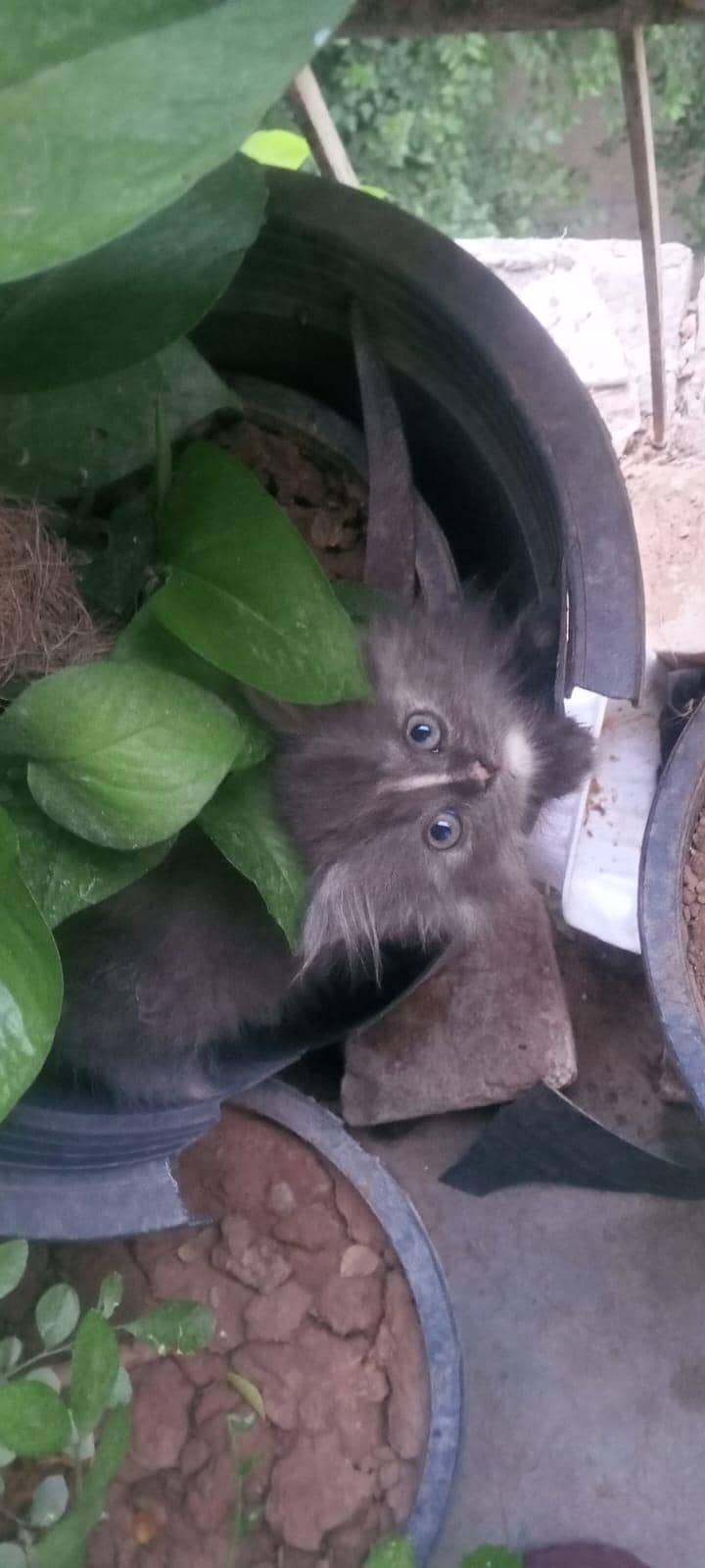Persian cat 1