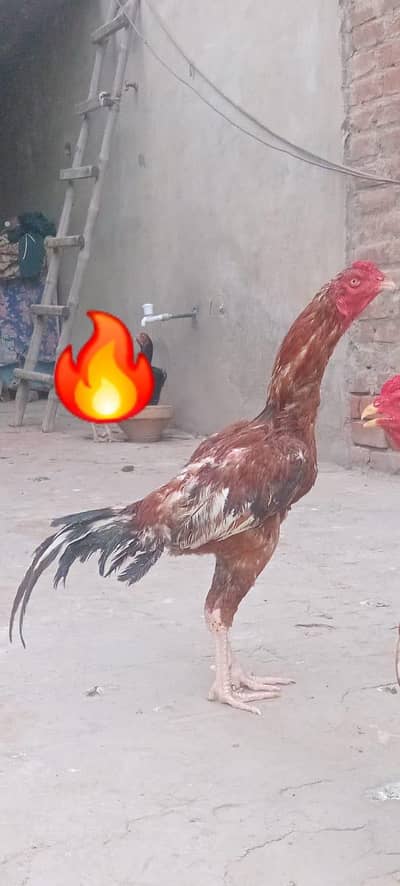 larri cross mianwali bap ki pic attached