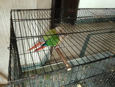pineapple conure pair (DNA)