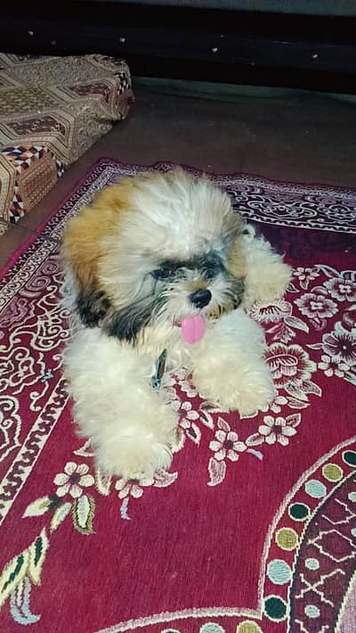 shitzo puppy age 1 year