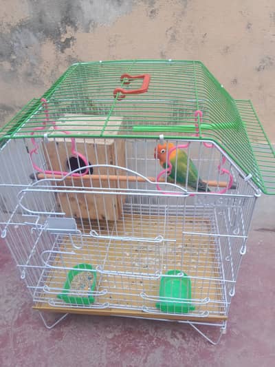 MALE PARROT GOOD QUALITY