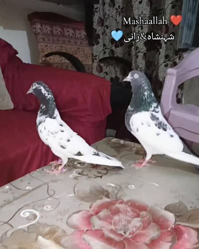 Pure Teddy Kabootar