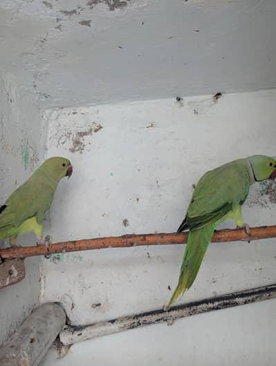 breeder green parrot for sale