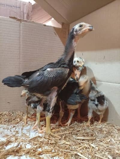 BLACK GERMAN SHAMO CHICKS FOR SALE