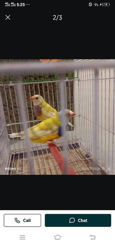 gouldians exhibition pair and normol size pair for sale