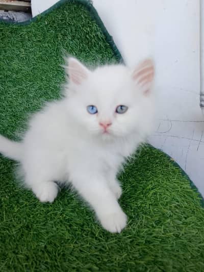 “Urgent sale!!!!” 2 males and 2 female