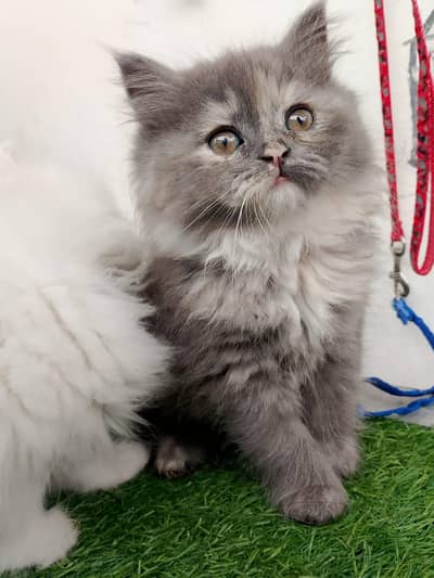 “Urgent sale!!!!” female