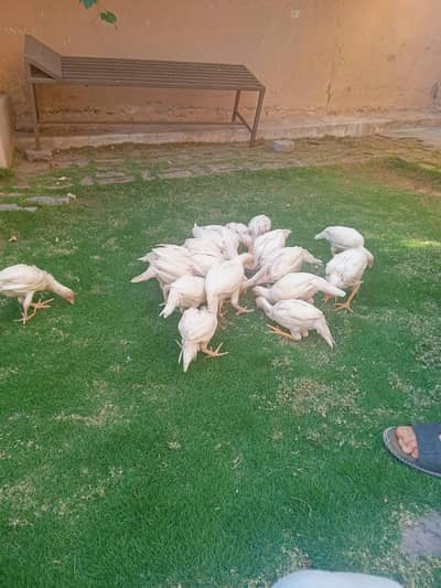 Hera aseel chicks for sale