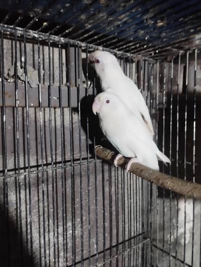 parrot love bird albino red eye