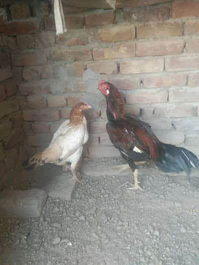 egg lying hen and breader aseel