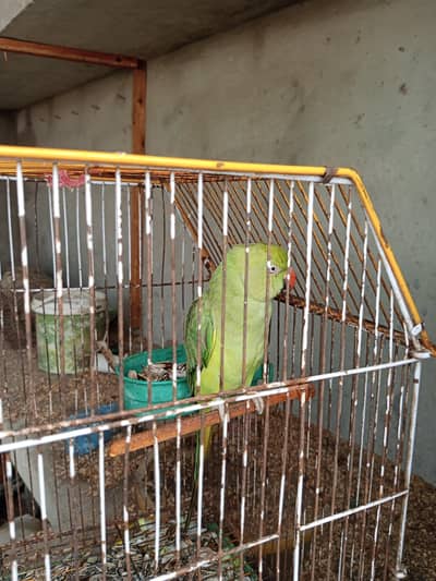 mitto pair hai Rs:14,000