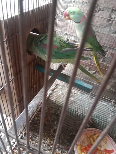 raw parrot pair