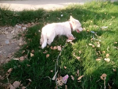 russain female puppy