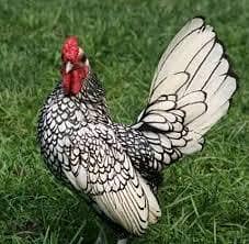 silver sebright male