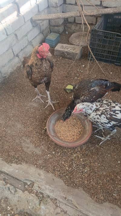 3 aseel pair for sale