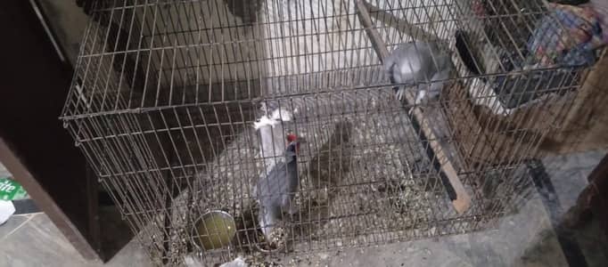 African Gray