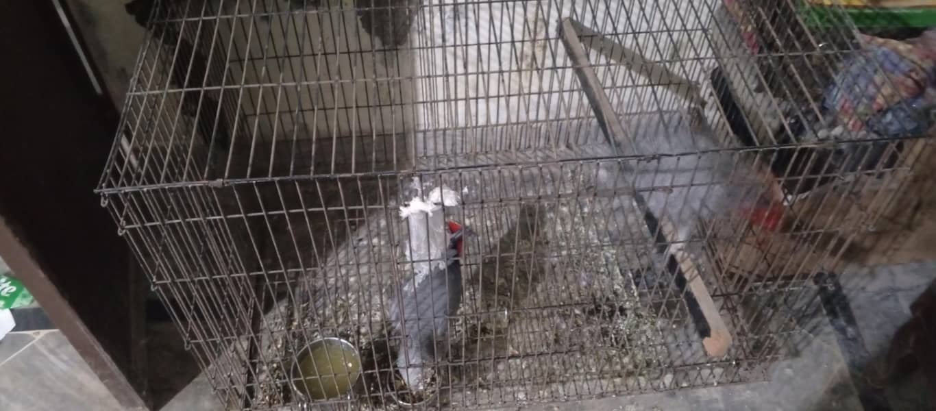 African Gray 1