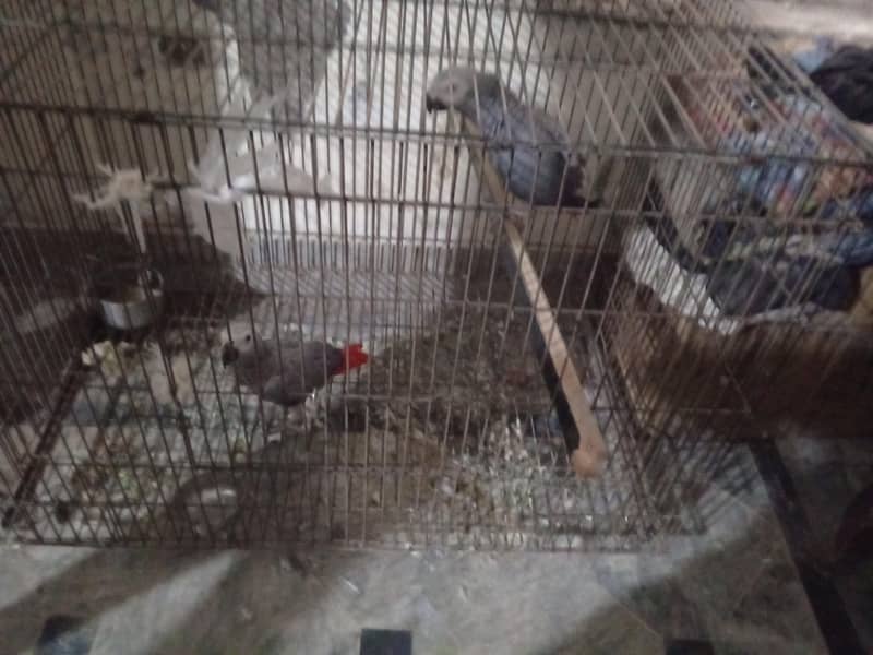 African Gray 2