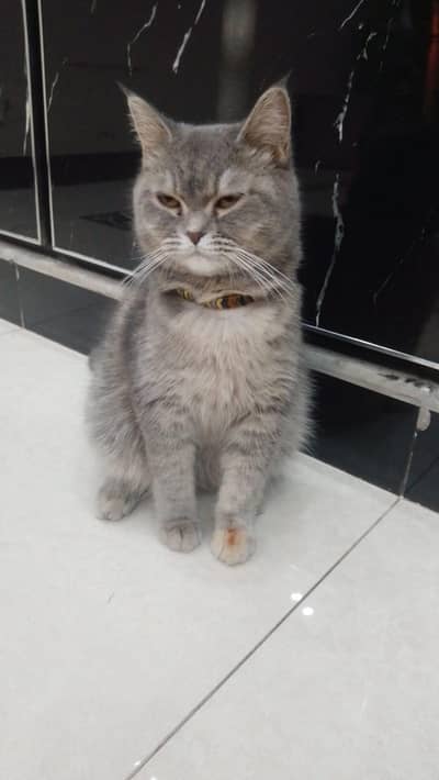 British shorthair