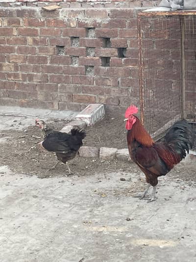desi Murgian
